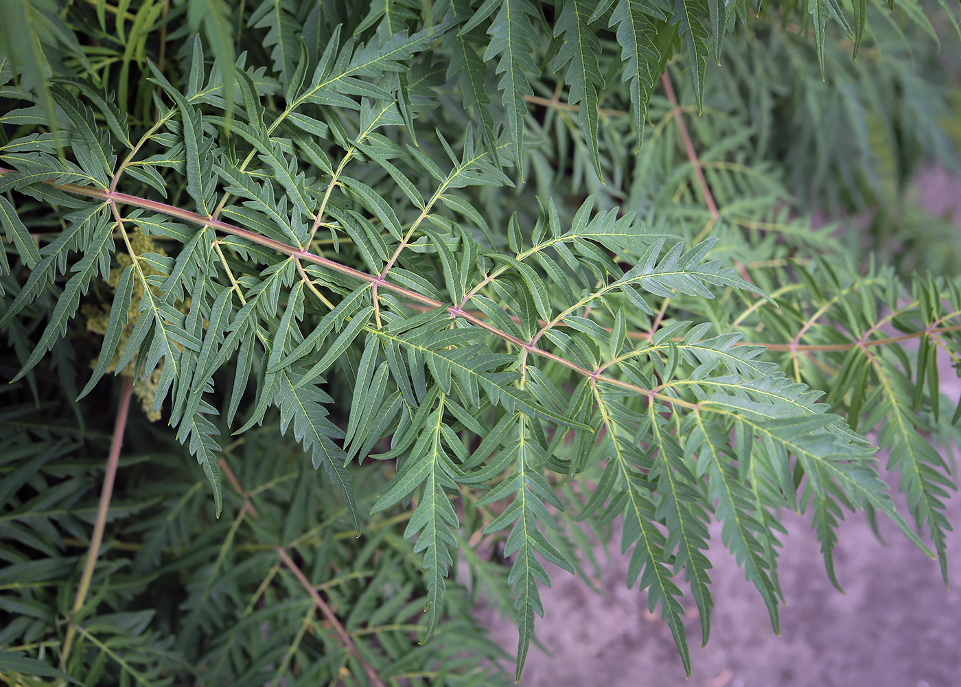 Image of Rhus typhina f. laciniata specimen.