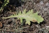 род Verbascum. Лист (вид на абаксиальную поверхность). Крым, Ленинский р-н, окр. г. Щелкино, Татарская бухта, псаммофитная степь на опушке сосновых насаждений. 6 июля 2025 г.