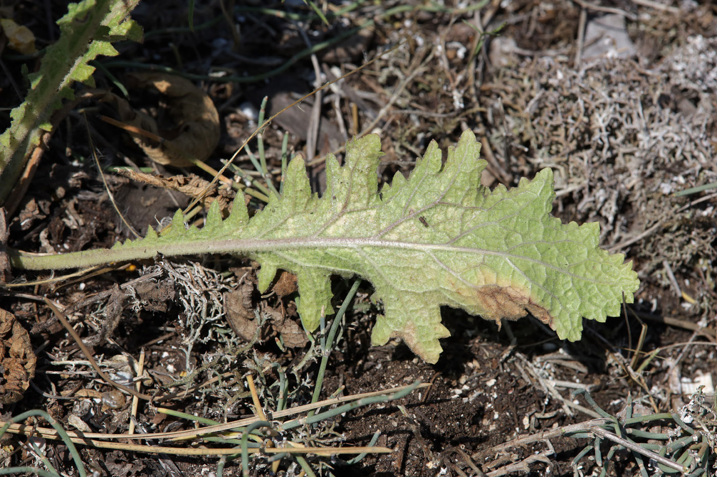 Image of genus Verbascum specimen.