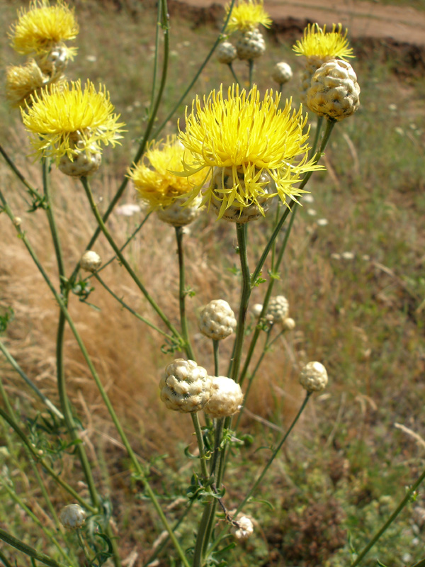 Изображение особи Centaurea orientalis.