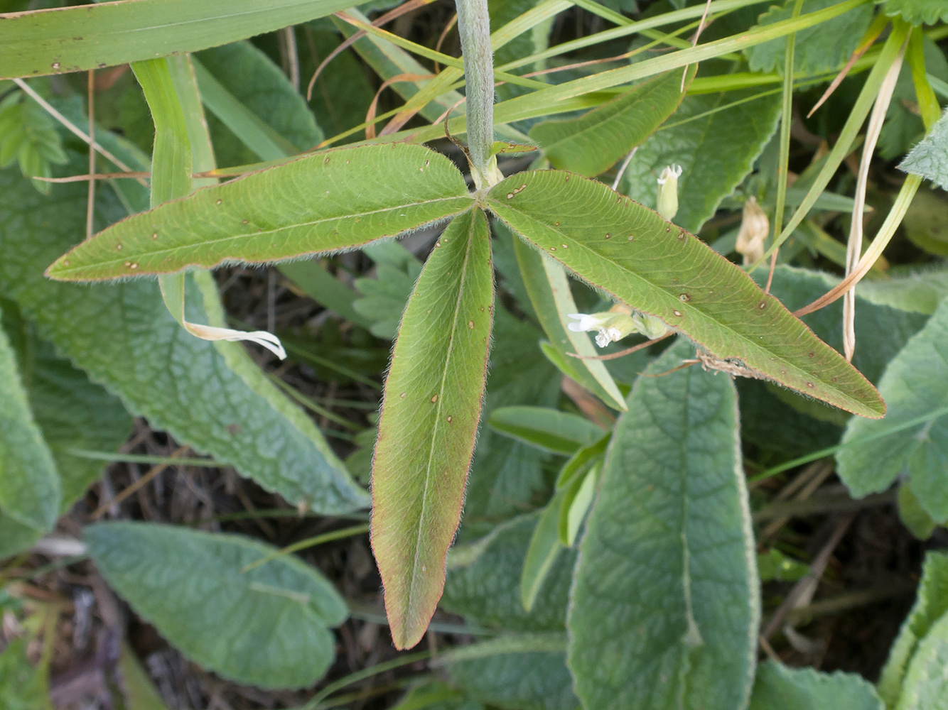 Image of Trifolium alpestre specimen.
