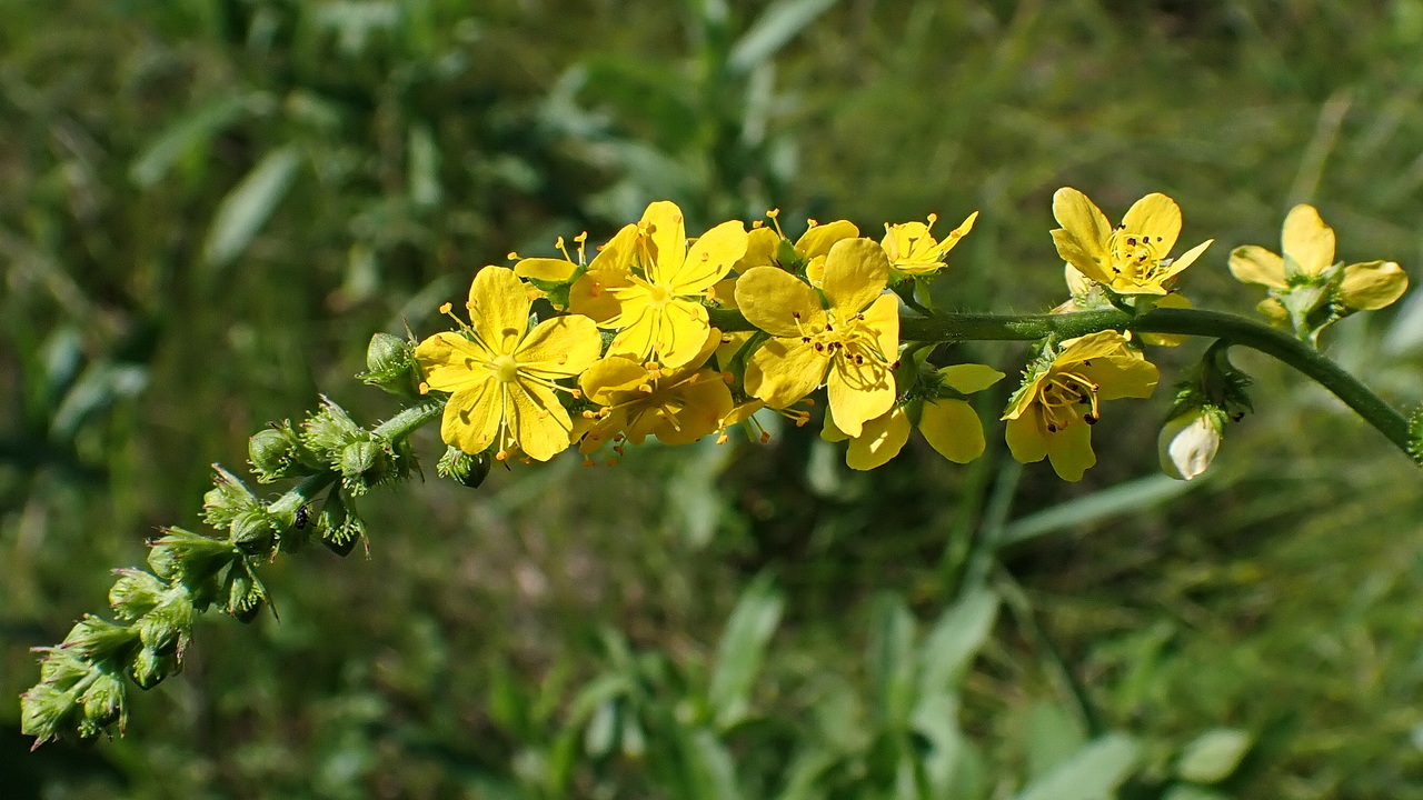 Изображение особи Agrimonia viscidula.