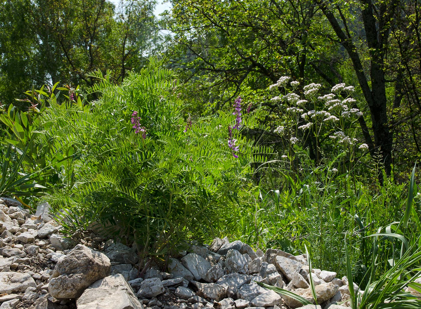 Image of Vicia tenuifolia specimen.