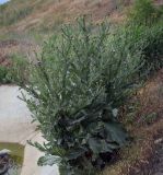 Onopordum acanthium