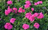 Pelargonium hortorum