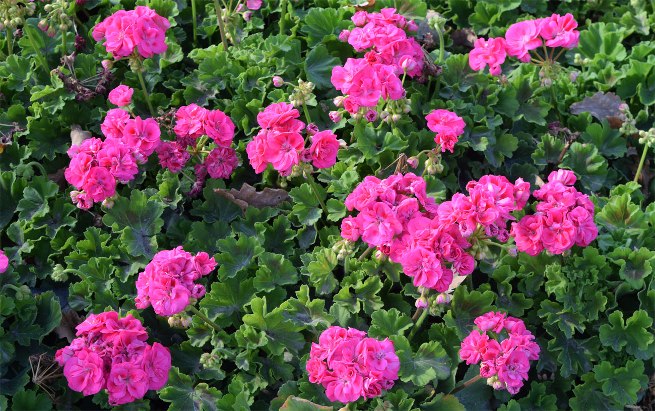 Изображение особи Pelargonium hortorum.
