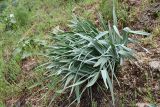 род Eremurus. Вегетирующее растение в каплях дождя. Таджикистан, Гиссарский хр., бас. р. Варзоб, ущ. р. Кондара, ≈ 1400 м н.у.м., мелкозёмистый склон. 19 апреля 2025 г.