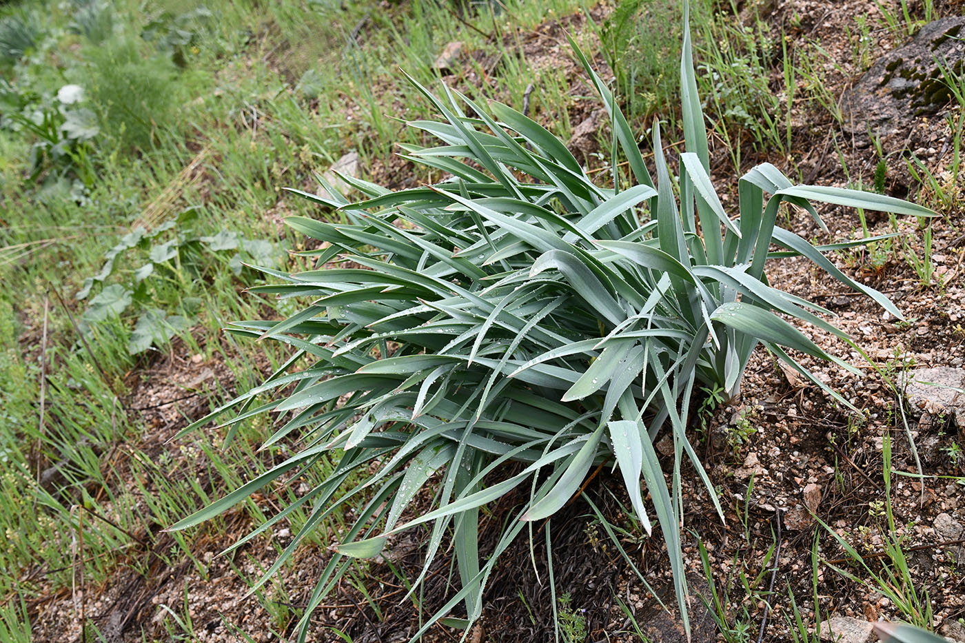 Изображение особи род Eremurus.