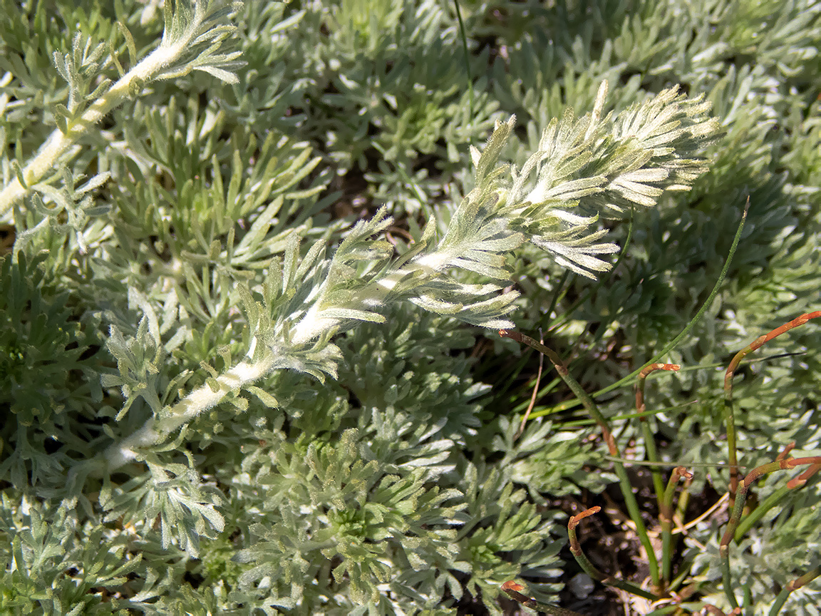 Image of Artemisia caucasica specimen.