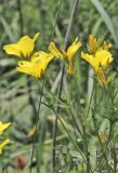 Linum flavum. Верхушка цветущего растения. Белгородская обл., Ракитянский р-н, окр. с. Чистополье, балка Широкий Яр, бровка восточного склона оврага. 19 июля 2021 г.