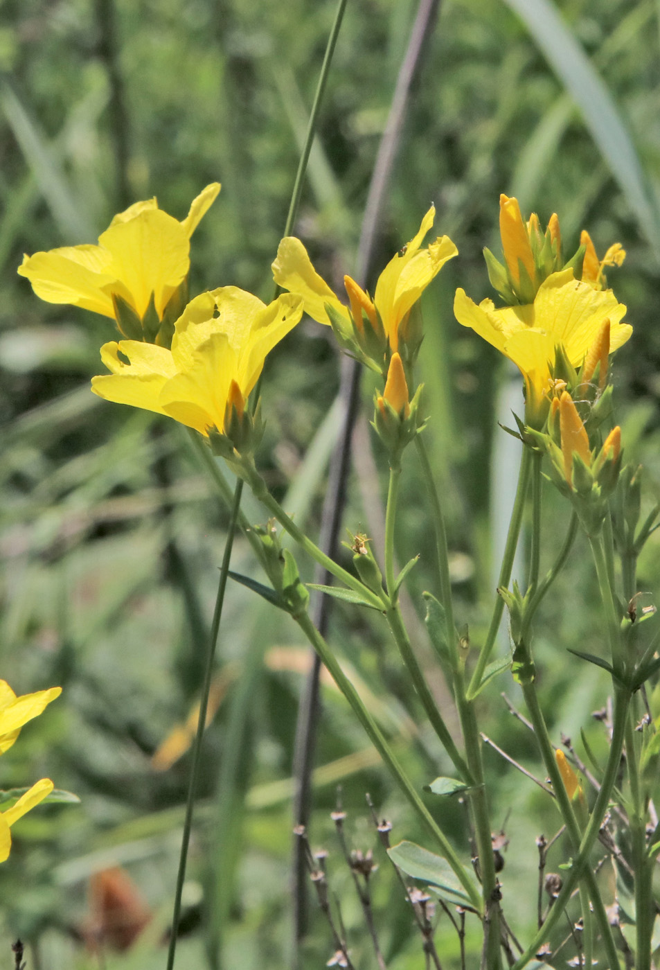 Image of Linum flavum specimen.