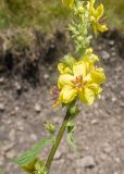 Verbascum laxum. Часть соцветия с цветками и бутонами. Кабардино-Балкария, Лескенский р-н, правый борт ущелья Хазнидон, ≈ 1800 м н.у.м., каменисто-мелкозёмистый участок. 31.07.2025.