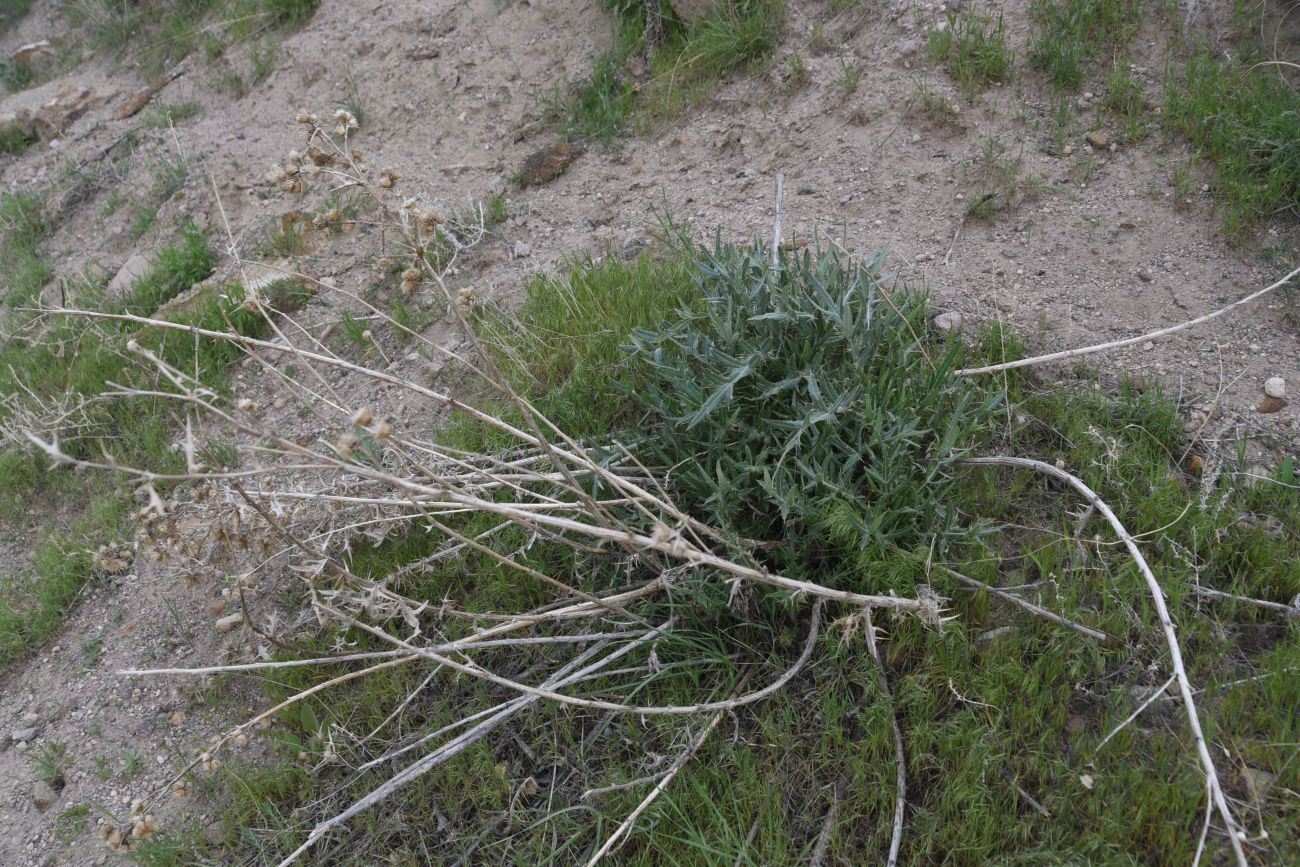 Image of familia Asteraceae specimen.
