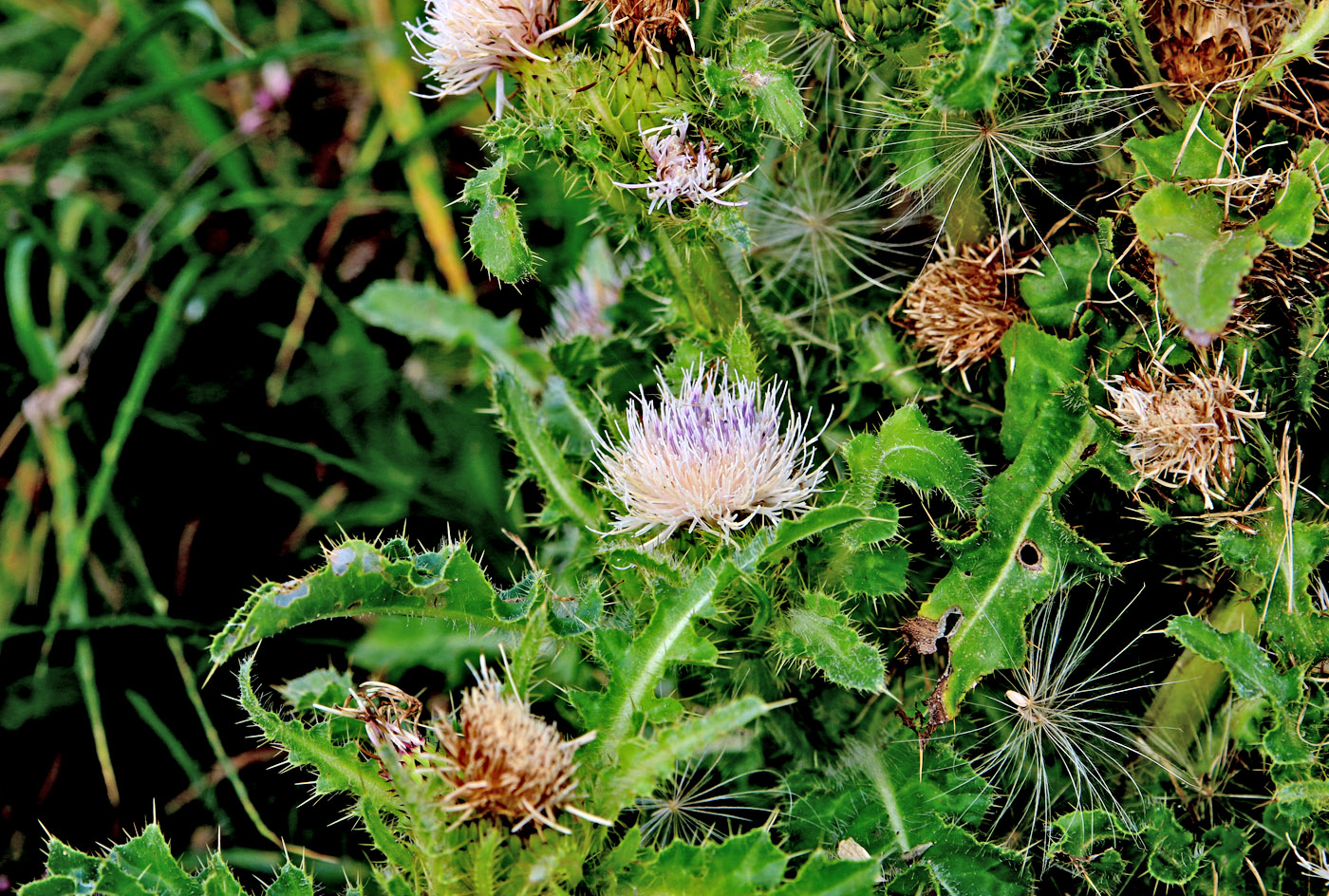 Image of Cirsium esculentum specimen.