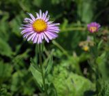 семейство Asteraceae. Соцветие-корзинка. Абхазия, Гагрский р-н, 1850 м н.у.м., каменистый субальпийский луг. 12.06.2025.