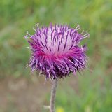 Jurinea arachnoidea. Соцветие. Ульяновская обл., Мелекесский р-н, окр. пос. Вишенка, Медвежий овраг, разнотравная степь на склоне. 06.06.2024.