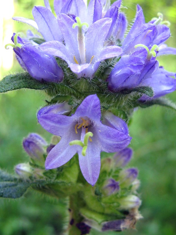 Image of Campanula cervicaria specimen.