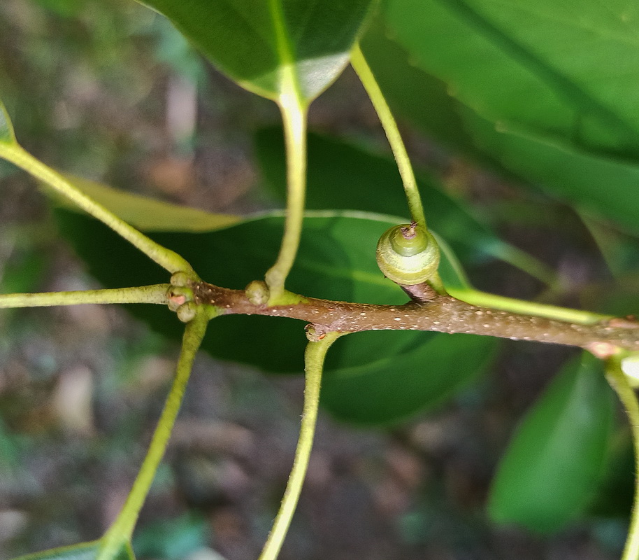 Изображение особи род Quercus.