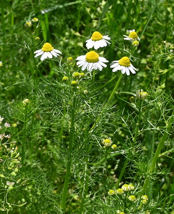 Изображение особи Matricaria recutita.