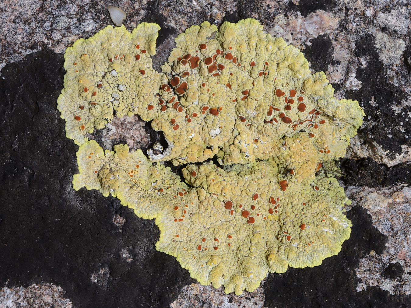 Изображение особи Fulgensia fulgens.