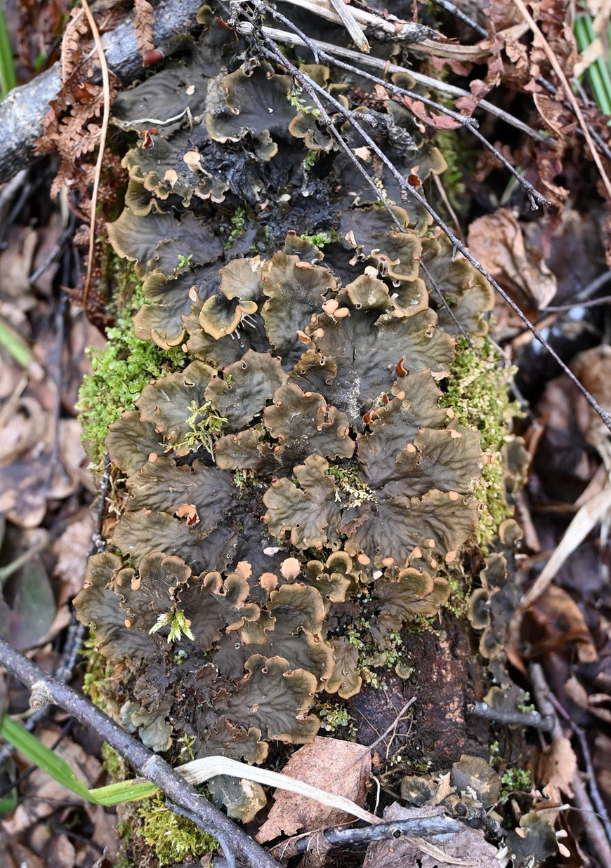 Изображение особи род Peltigera.