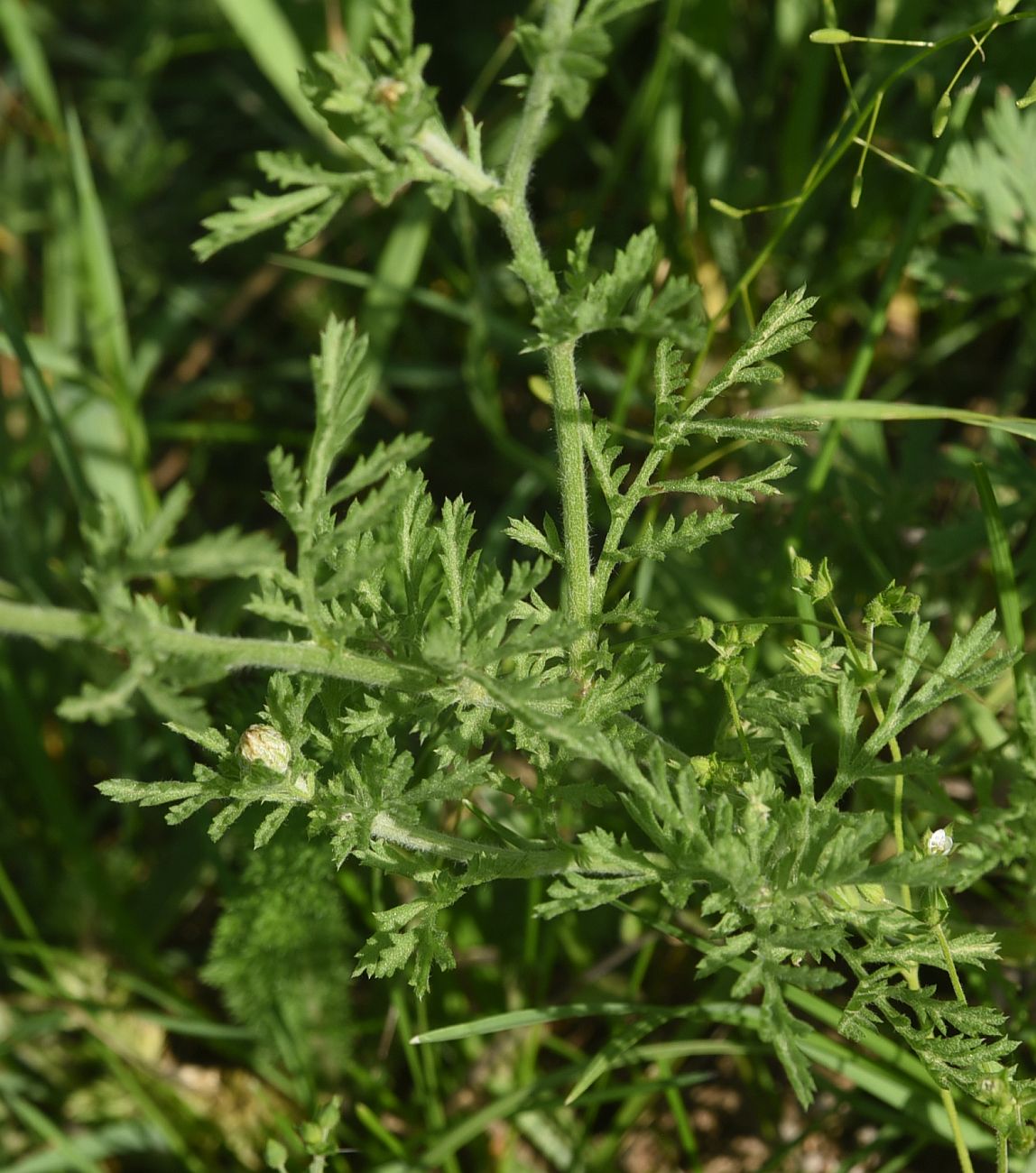 Image of Unknown species specimen.