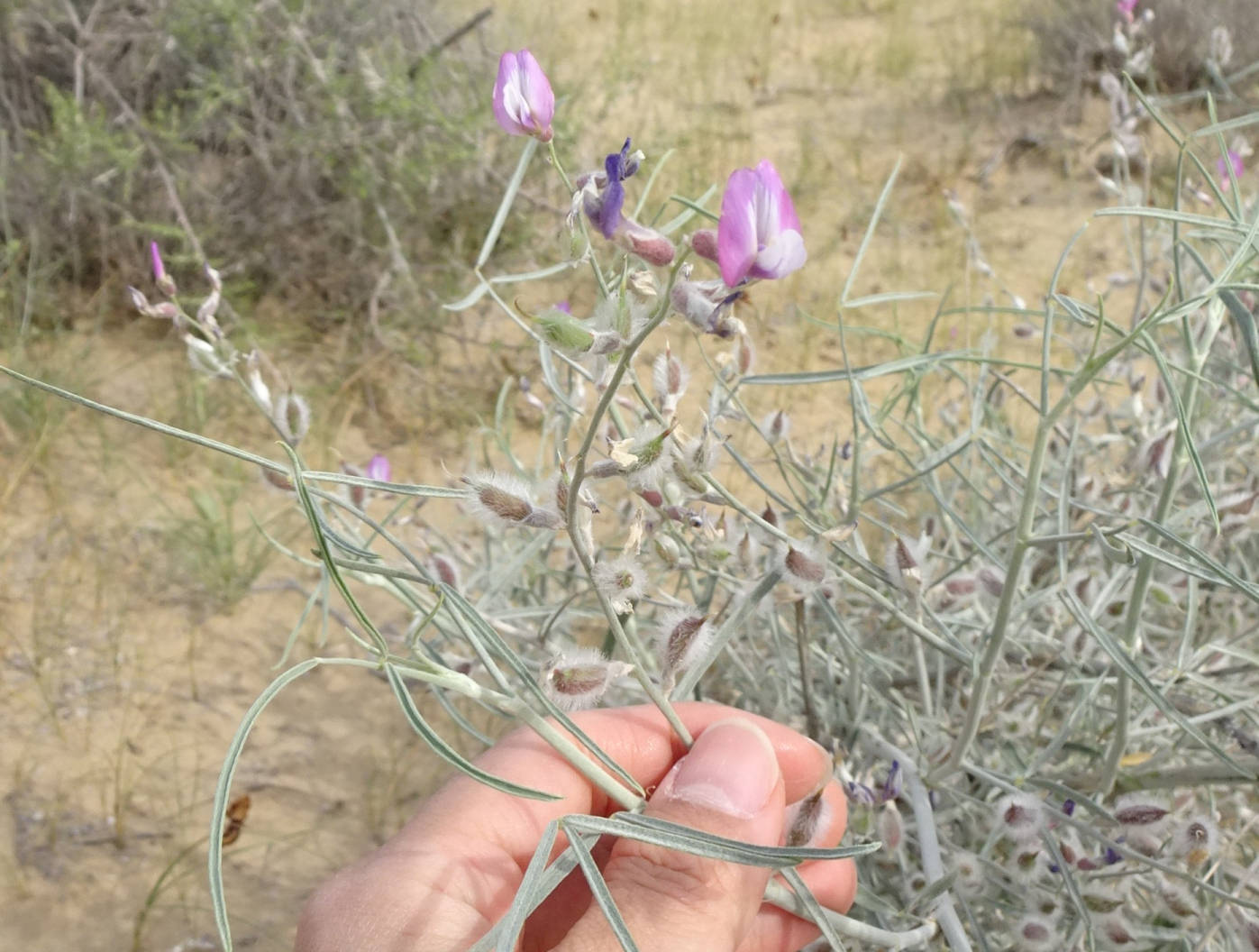 Изображение особи род Astragalus.