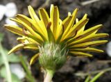 Taraxacum klokovii