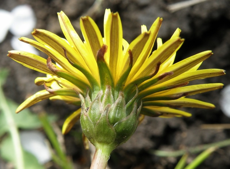 Image of Taraxacum klokovii specimen.