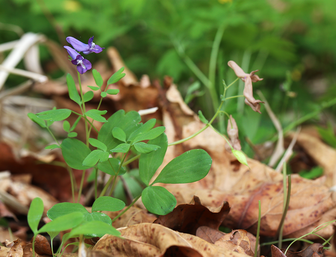 Изображение особи Corydalis ussuriensis.