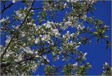 Malus prunifolia. Часть ветви цветущего растения. Московская обл., Раменский р-н, окр. дер. Хрипань, садовый участок. 16.05.2026.