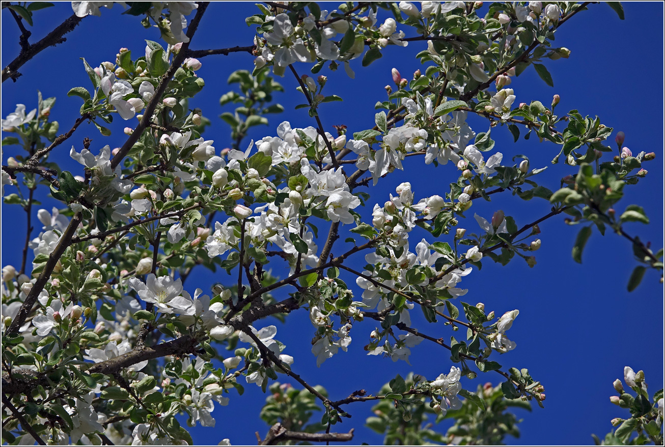 Изображение особи Malus prunifolia.