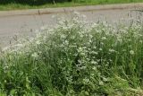 Carum carvi. Цветущие растения в сообществе с цветущими Alopecurus pratensis, Lamium album и плодоносящими Taraxacum officinale(?). Санкт-Петербург, Кировский р-н, край газона. 06.06.2026.