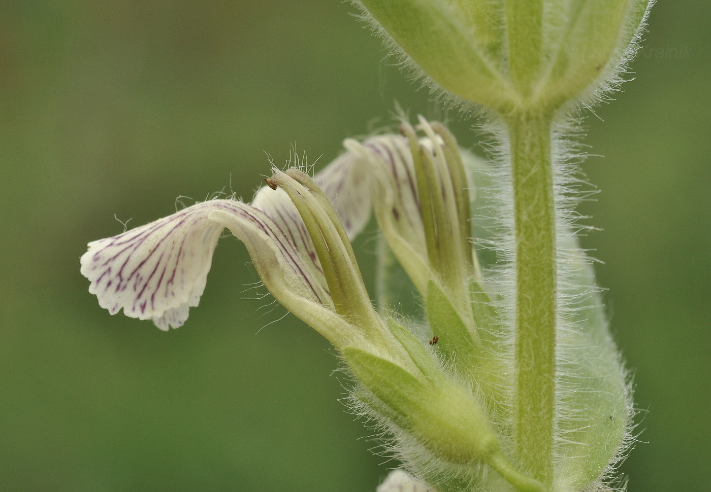 Image of Ajuga laxmannii specimen.
