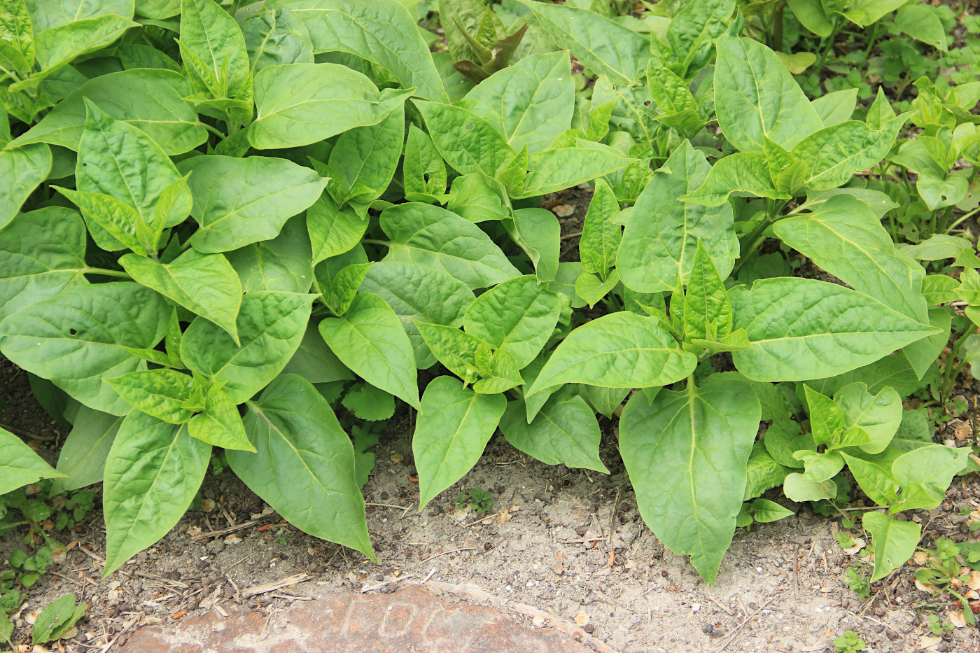 Изображение особи Mirabilis jalapa.