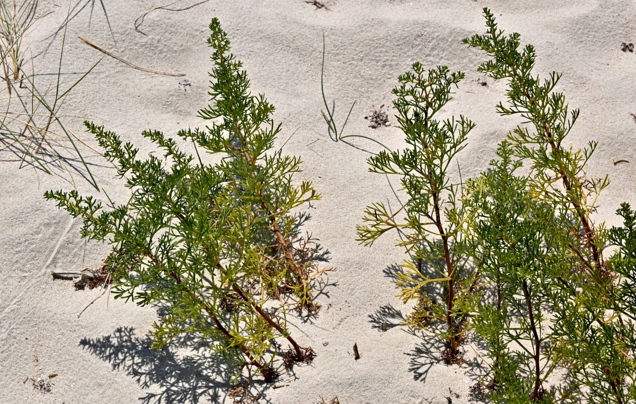 Image of Artemisia campestris ssp. glutinosa specimen.