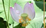 Nelumbo caspica