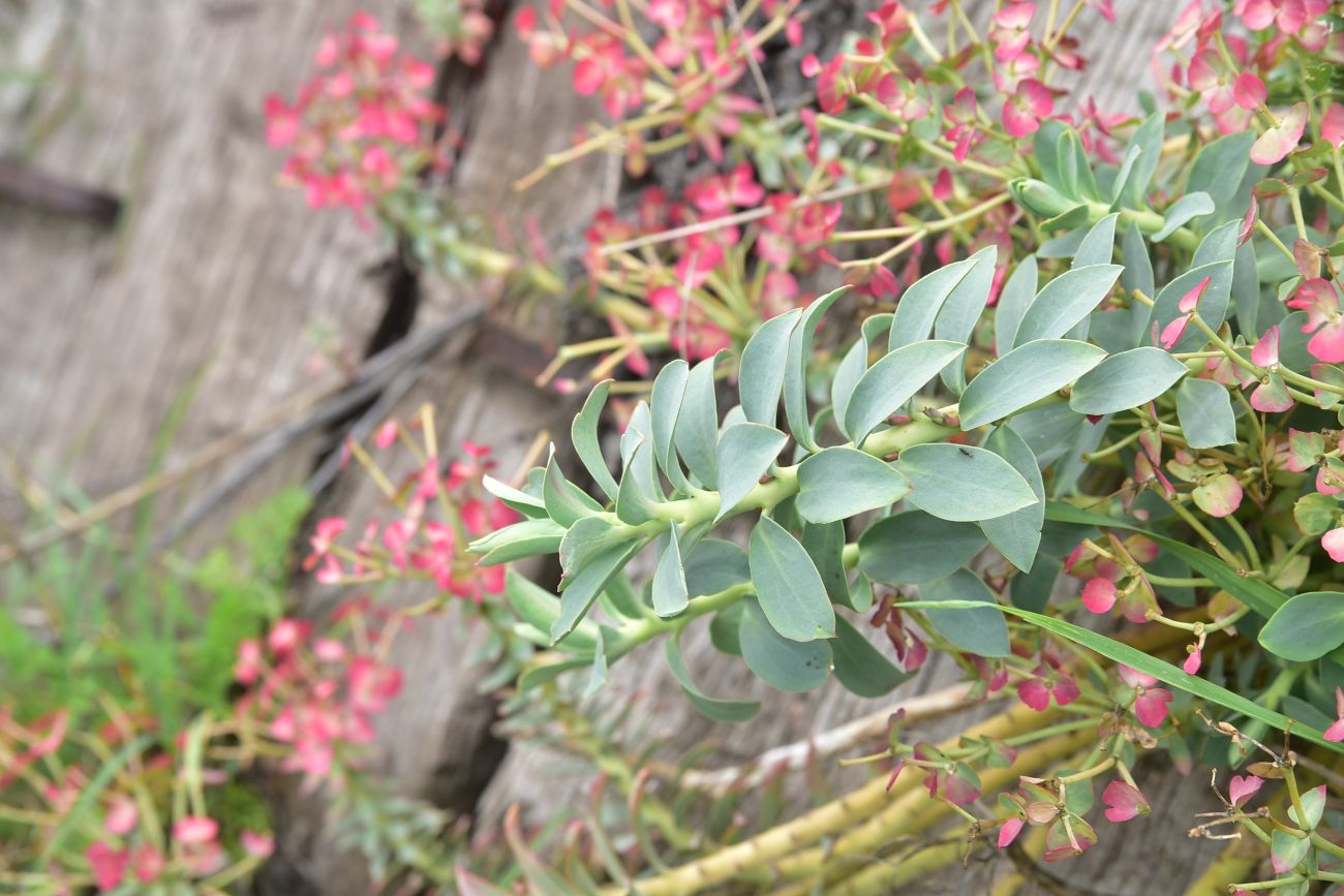 Изображение особи род Euphorbia.
