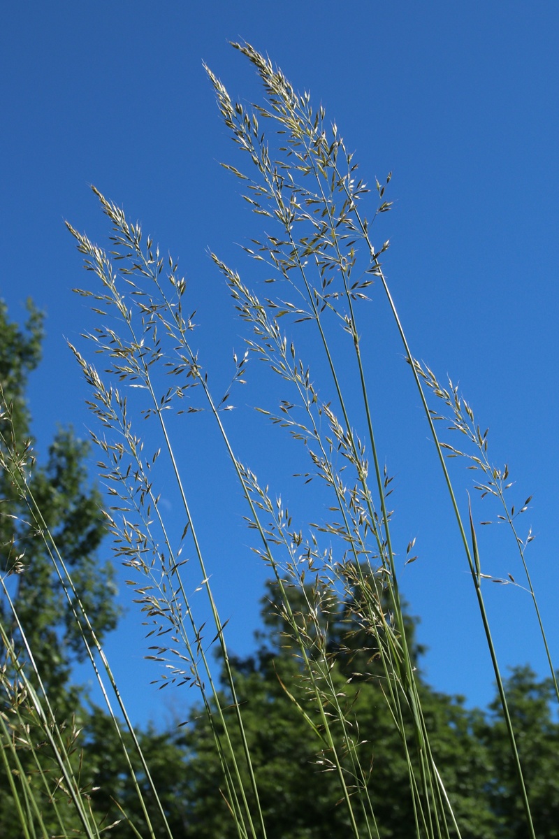 Image of Arrhenatherum elatius specimen.