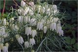 Fritillaria meleagris. Цветки. Московская обл., Раменский р-н, окр. дер. Хрипань, садовый участок. 14.05.2026.