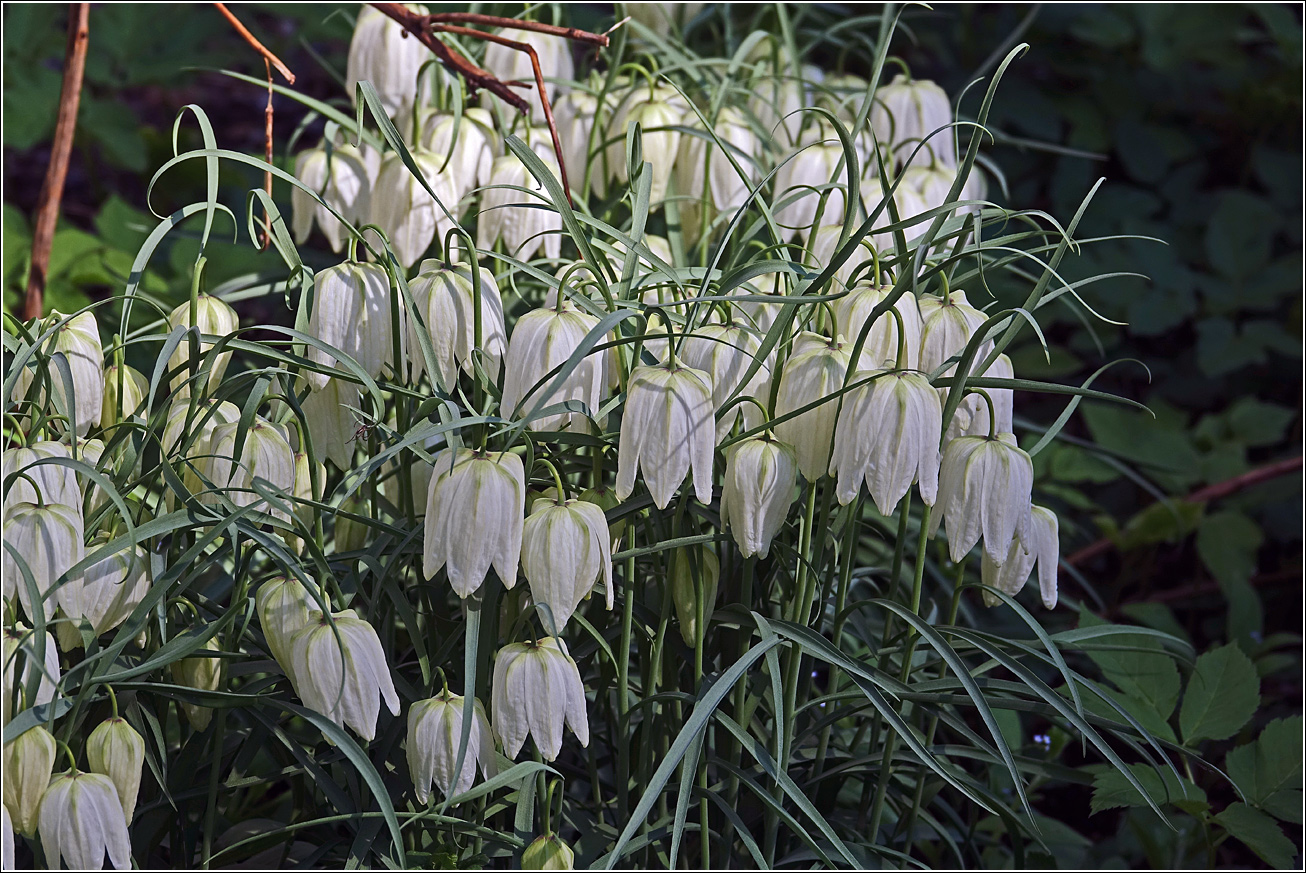 Изображение особи Fritillaria meleagris.