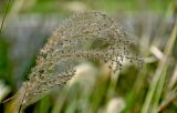 Miscanthus sinensis. Соплодие. Португалия, округ Сетубал, п-ов Троя, в культуре. 16.08.2025.