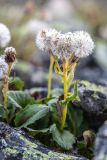 familia Asteraceae. Плодоносящее растение. Карачаево-Черкесия, Карачаевский р-н, ущ. ручья Тырменлыкол, 3100 м н.у.м., каменистая осыпь. 09.08.2026.