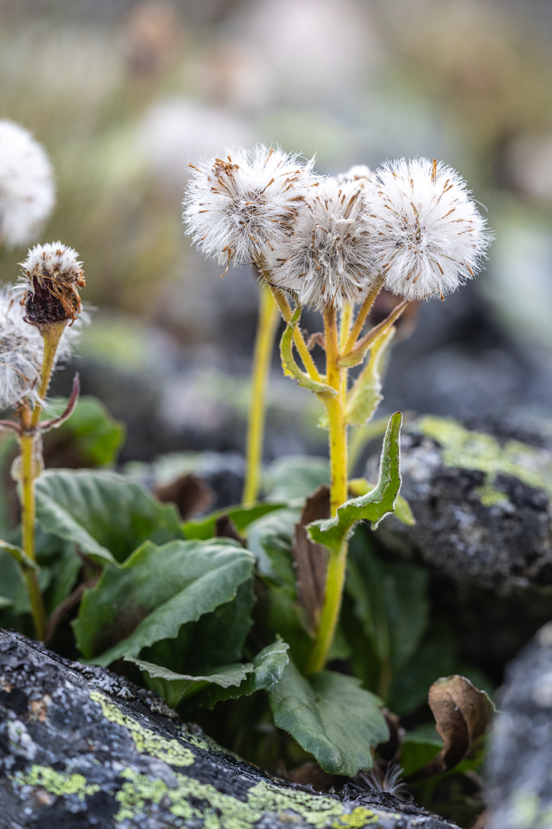 Image of familia Asteraceae specimen.