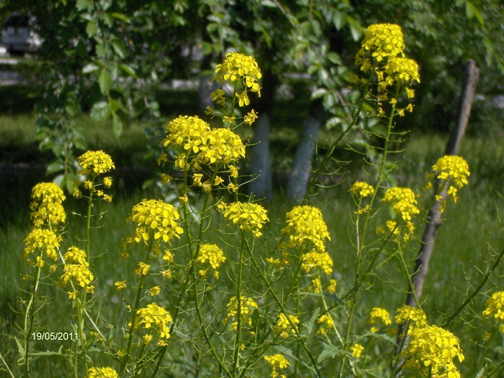 Изображение особи Sisymbrium loeselii.