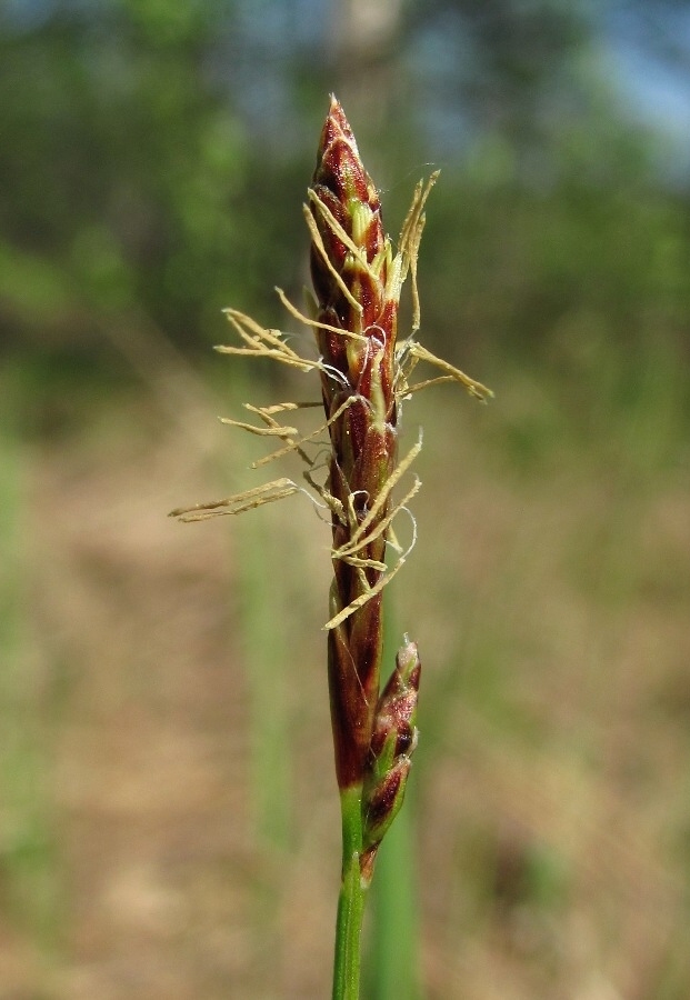 Изображение особи Carex globularis.