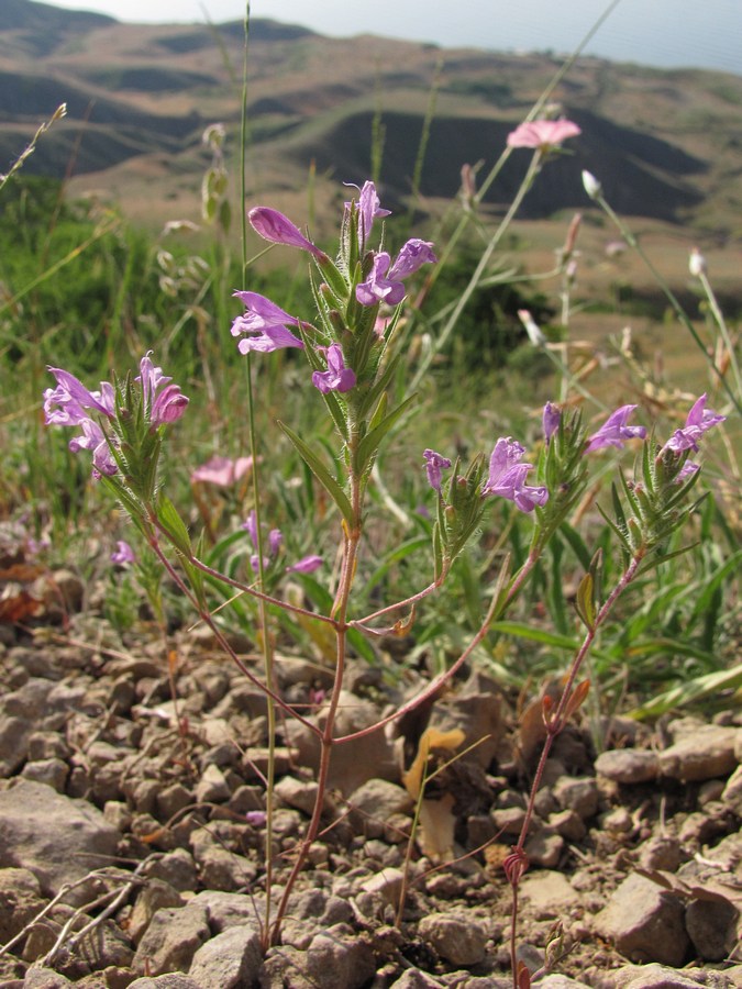 Image of Ziziphora taurica specimen.