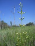 Silene multiflora