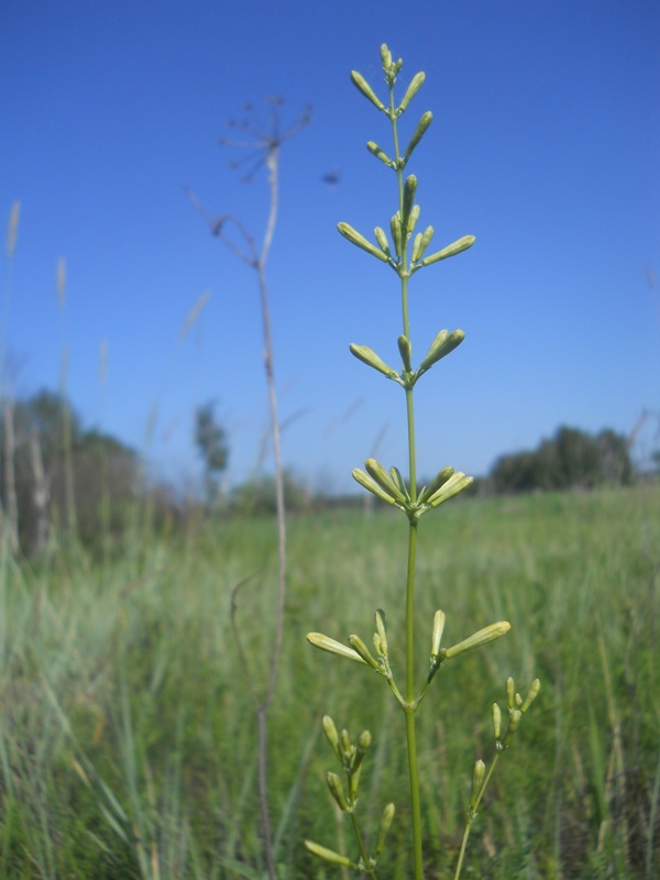 Image of Silene multiflora specimen.
