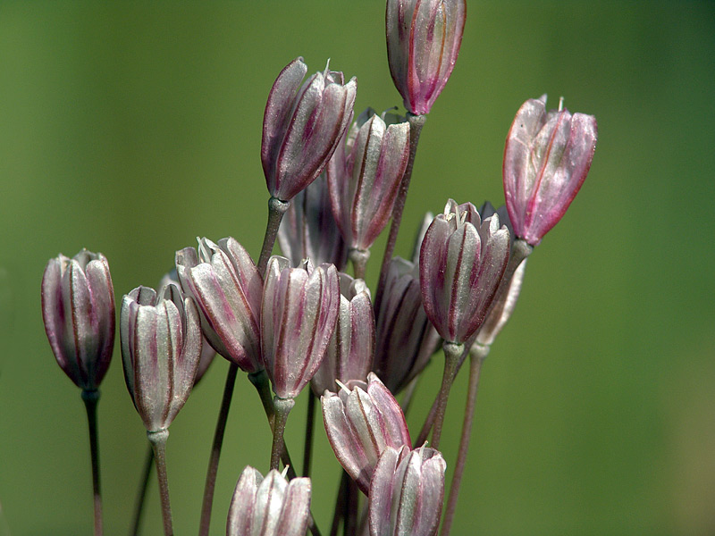 Изображение особи Allium oleraceum.